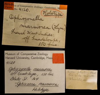 Media type: image;   Invertebrate Zoology OPH-4120 Description: Labels for this specimen included in the specimen tray.;  Aspect: labels2